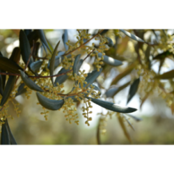 Olio extravergine di oliva karpene in bottiglia  - 0,5 Litro