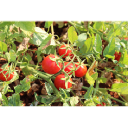 Passata di pomodoro fiaschetto