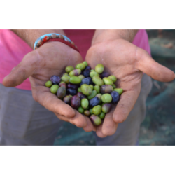 Olio extravergine di oliva - in bottiglia 0,25 Litro