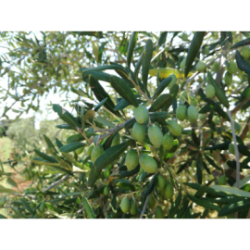 Olio extravergine di oliva - in bottiglia 0,25 Litro