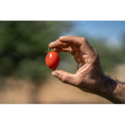 Passata di pomodoro fiaschetto