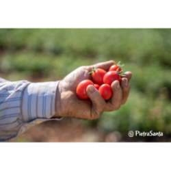 Pomodoro Fiaschetto di Torre Guaceto al naturale