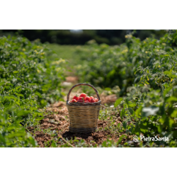 Passata di pomodoro Fiaschetto biologica, prezzo, offerta, vendita, di qualità