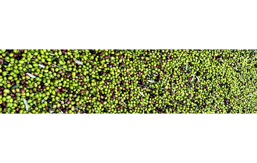 Olio Extravergine di oliva biologico